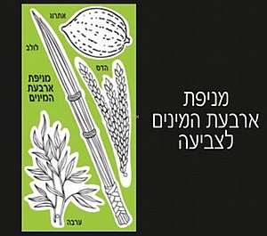 מניפת ארבעת המינים 36 יחידות מניפת ארבעת המינים 36 יחידות